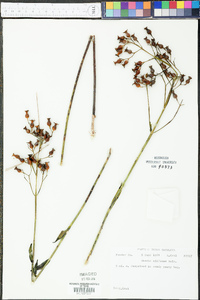 Rhexia alifanus image