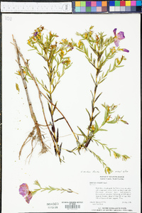 Rhexia aristosa image