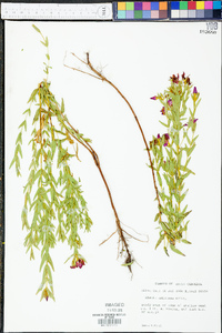 Rhexia aristosa image