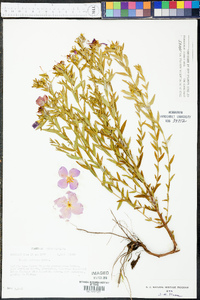 Rhexia aristosa image