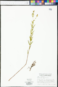 Rhexia aristosa image