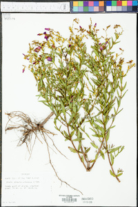 Rhexia aristosa image