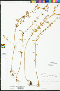 Rhexia lanceolata image