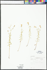 Rhexia lanceolata image