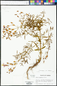 Rhexia mariana var. mariana image