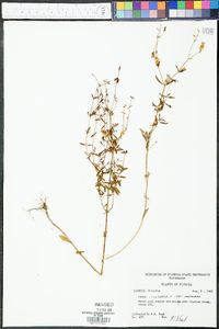 Rhexia mariana var. mariana image