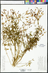 Rhexia mariana var. mariana image