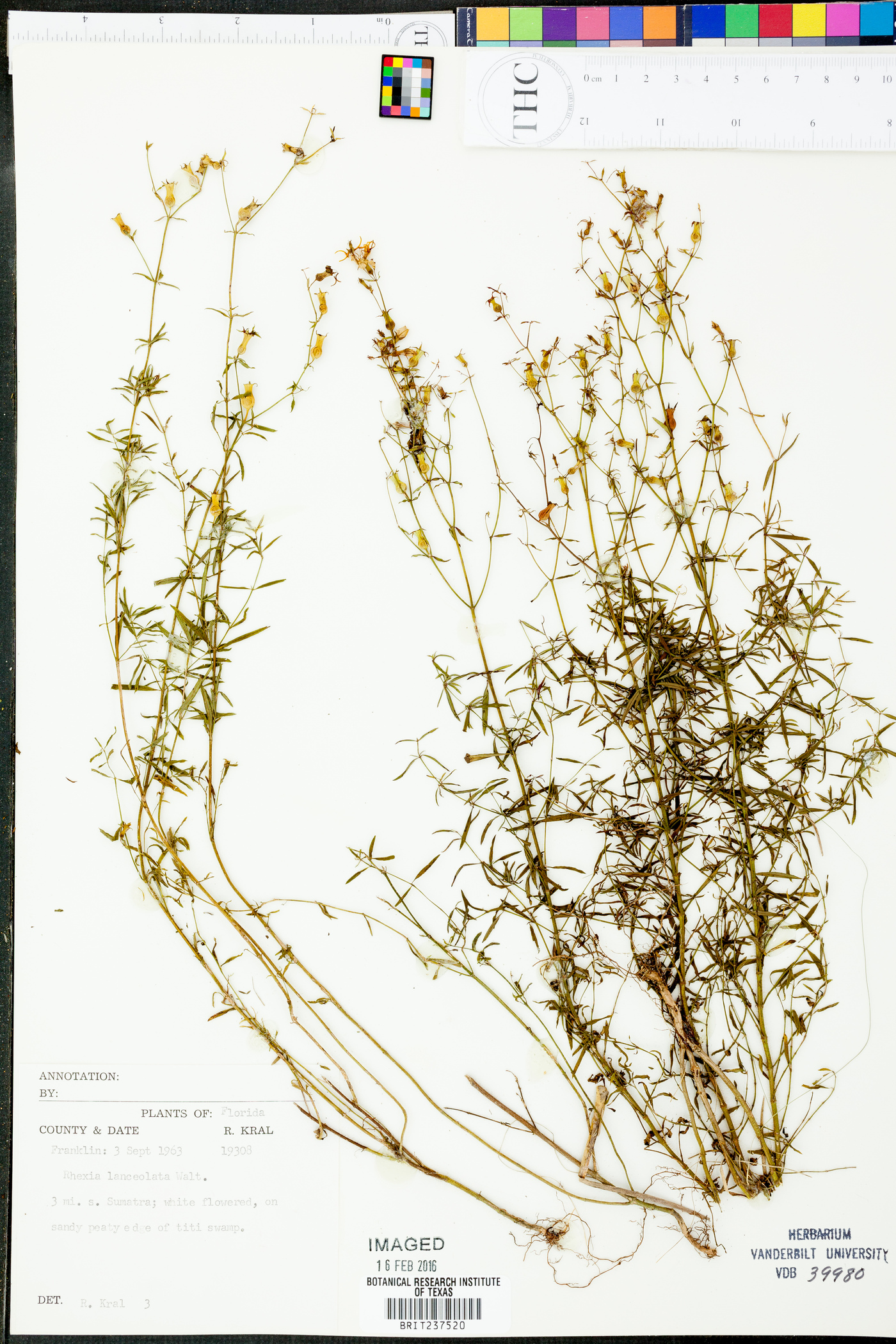Rhexia lanceolata image