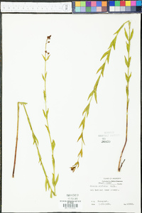 Rhexia alifanus image