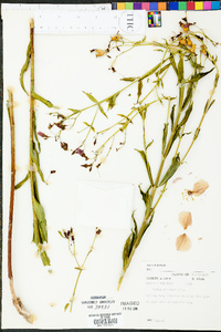 Rhexia alifanus image