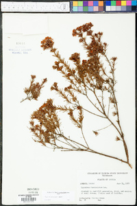 Hypericum fasciculatum image