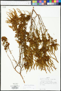 Hypericum fasciculatum image