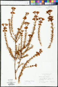 Hypericum fasciculatum image