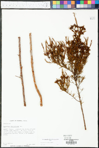 Hypericum fasciculatum image