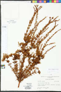 Hypericum fasciculatum image