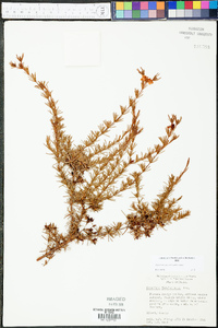 Hypericum fasciculatum image