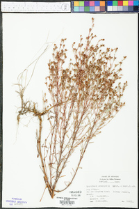 Hypericum drummondii image