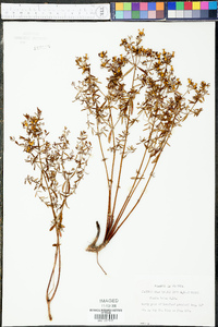 Rhexia lutea image