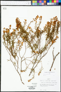 Hypericum galioides image