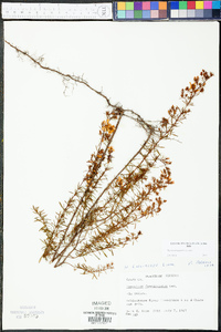 Hypericum galioides image