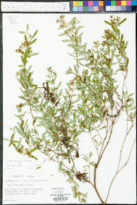 Hypericum galioides image