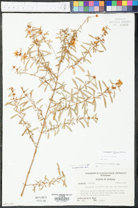 Hypericum galioides image