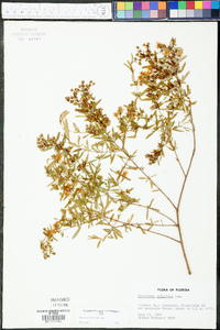 Hypericum galioides image