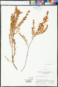 Hypericum galioides image