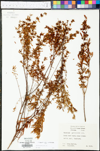 Hypericum galioides image