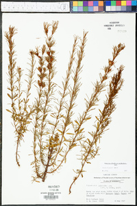 Hypericum galioides image