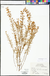 Hypericum galioides image