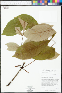 Carya ovalis image