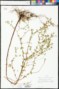 Hypericum tetrapetalum image