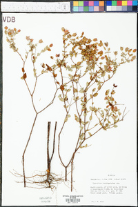 Hypericum tetrapetalum image