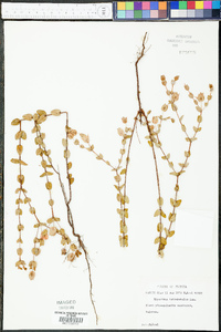 Hypericum tetrapetalum image