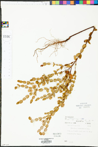 Hypericum tetrapetalum image