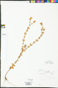 Hypericum tetrapetalum image