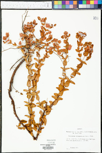 Hypericum tetrapetalum image