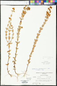 Hypericum tetrapetalum image