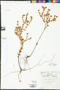 Hypericum tetrapetalum image