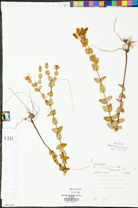 Hypericum tetrapetalum image