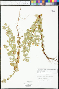 Hypericum tetrapetalum image
