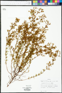 Hypericum reductum image