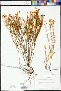 Hypericum reductum image