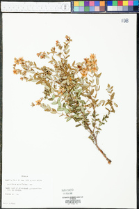 Hypericum myrtifolium image