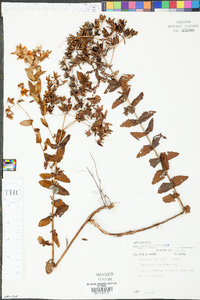 Hypericum myrtifolium image