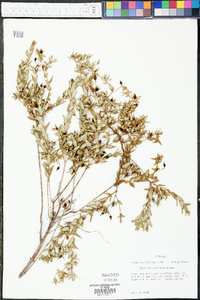 Hypericum myrtifolium image