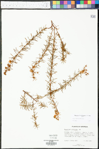 Hypericum galioides image