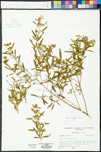 Hypericum galioides image