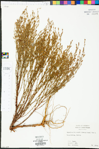 Hypericum drummondii image